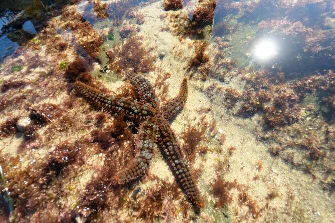 Explore San Diego Tide Pools with a Marine Biologist - La Jollas Tide Pools: An Up-Close Look at Marine Ecosystems