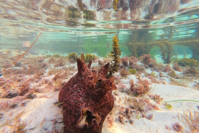 Explore San Diego Tide Pools with a Marine Biologist - What to Expect During the 1-Hour Tide Pool Tour