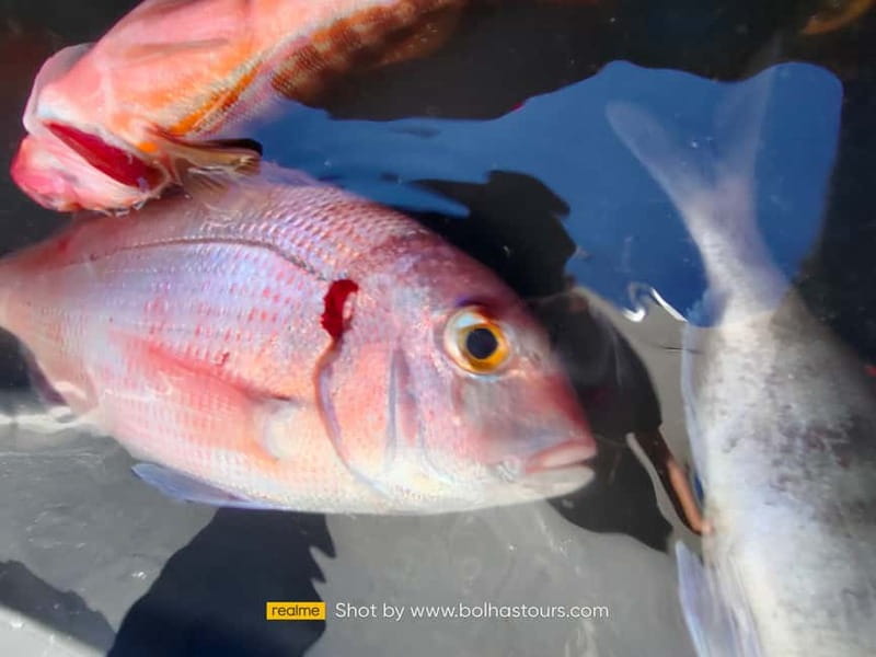 Explore Sesimbra: Private Sport Fishing All Inclusive Tour - Safety, Comfort, and Accessibility Features