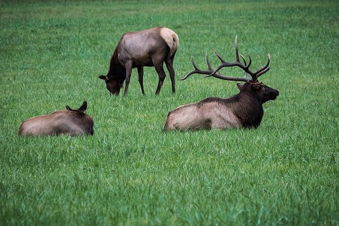 Explore the Great Smoky Mountains - Booking and Cancellation Policies