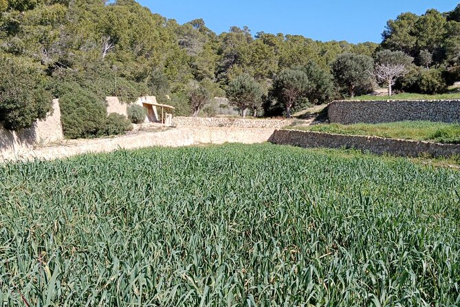 Explore the island of Dragonera by kayak and on foot - Visiting the Dragonera Museum: Stories and Nature Intertwined