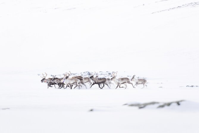 Explore the Norwegian Fjords and the Wildlife From Abisko - Included and Excluded in the Tour