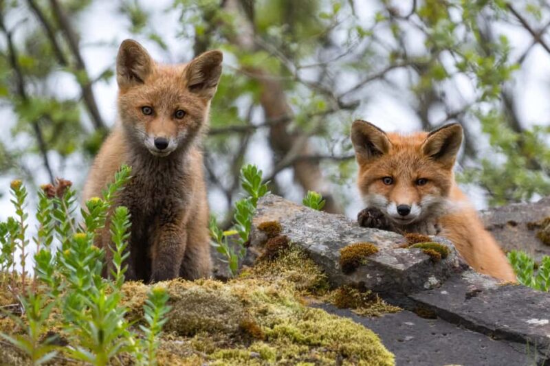 Explore the Norwegian Fjords and the Wildlife from Abisko. - Exploring the Norwegian Fjords from Abisko