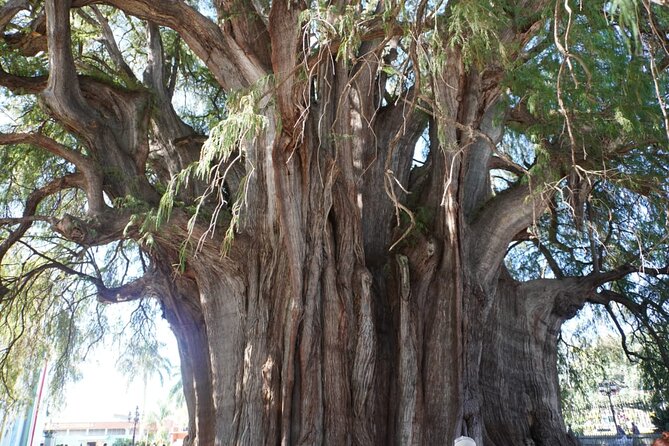Explore the Prehispanic Roots of Oaxaca - Exploring the Archaeological Site of Mitla