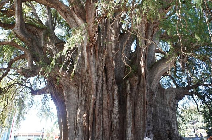 Explore the Prehispanic Roots of Oaxaca - Discovering Mezcal at El Rey de Matatlán