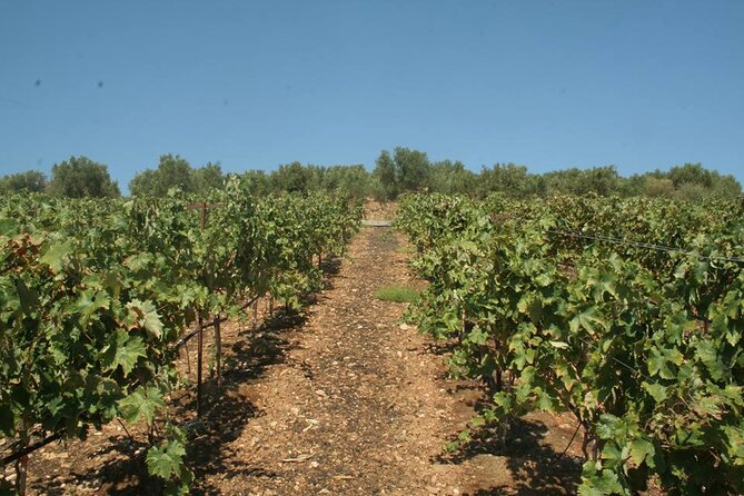 Explore the Secrets of Wine and Olives in Rethymno - Off-Road Adventures and Scenic Photo Stops