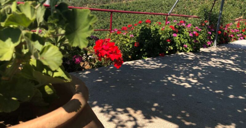 Explore the Secrets of Wine and Olives in Rethymno - Key Points