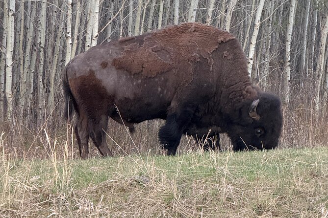 Explore Waterton National Park from Calgary private Luxury Tour - Wildlife Viewing Along Bison Paddock Loop Road