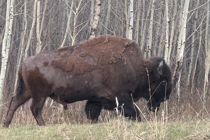 Explore Waterton National Park from Calgary private Luxury Tour - Discovering the Colors of Red Rock Canyon