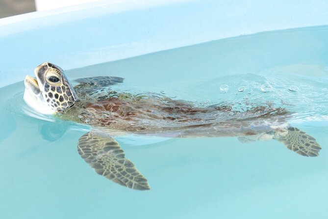 Explore Wildlife Sanctuaries on the WILD Palm Beaches Tour - Tour of Loggerhead Marinelife Center’s Sea Turtle Hospital
