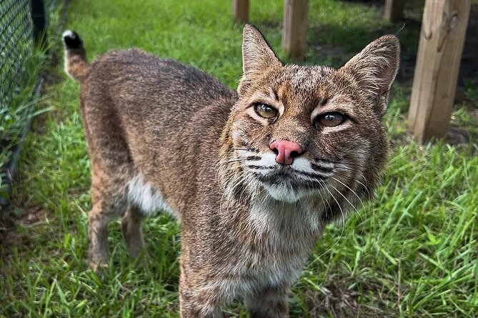 Explore Wildlife Sanctuaries on the WILD Palm Beaches Tour - Highlights of the Guided Experience