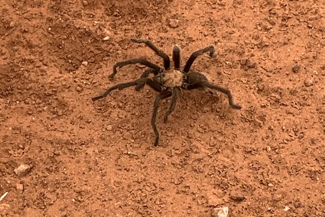 Explore Zion National Park & Beyond on a Private Jeep Adventure - Practical Information and Accessibility