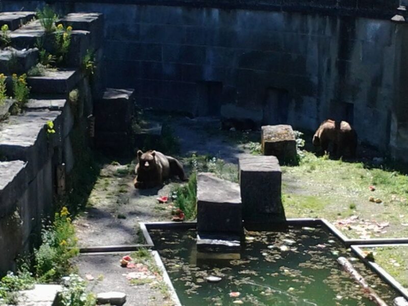 Exploring Bern: Swiss Capital Private Walking Half-Day Tour - Exploring the Bernese Rose Garden