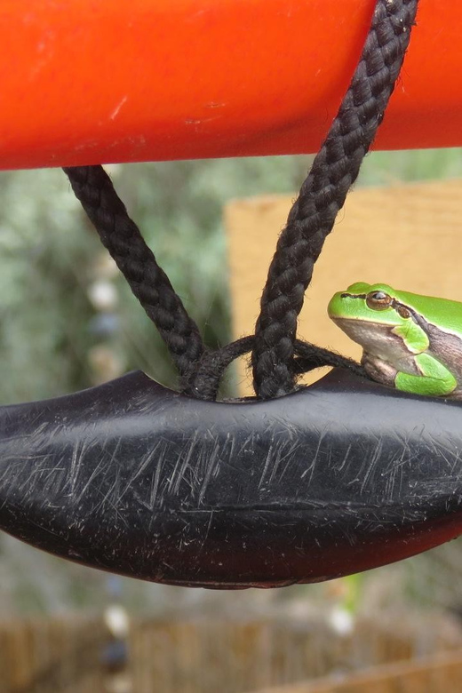 Exploring the Magic of the Danube Delta through photo lenses - Exploring the Magic of the Danube Delta through Photo Lenses