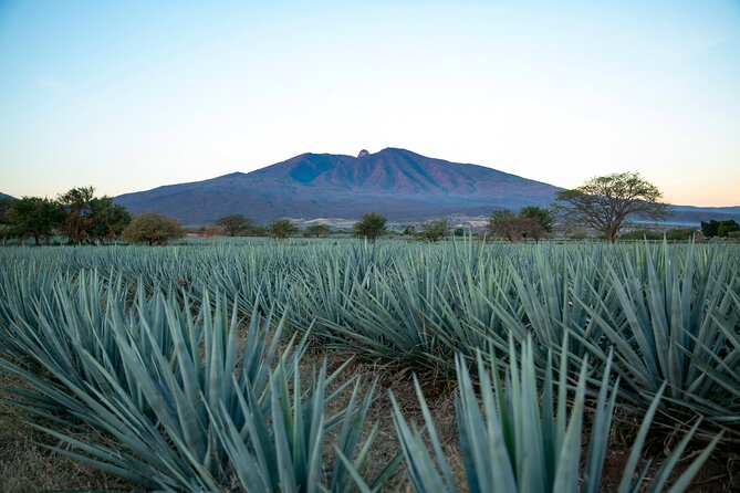 Express Dawn - Free Time to Stroll and Taste in Tequila Town