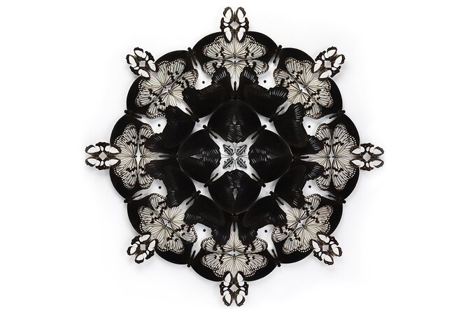 Exquisite Creatures Exhibit By Christopher Marley - Duration, Pacing, and Tips for Visiting