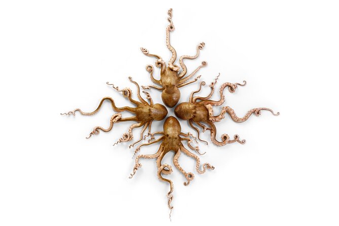 Exquisite Creatures Exhibit By Christopher Marley - Final Thoughts on Visiting the Exquisite Creatures Exhibit