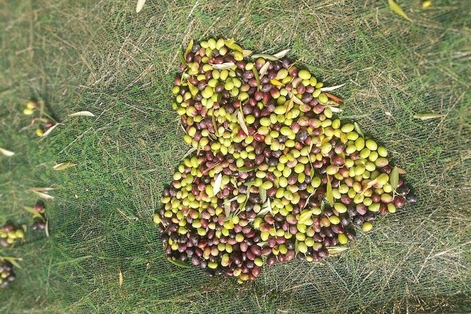 Extra Virgin Olive Oil Experience - Comparing This Tour with Similar Experiences