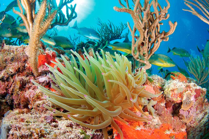 Extreme Day. Rappel, Ziplines & Snorkel with from Riviera Maya - Tulum’s Underground Wonder: Aktun Cave Experience