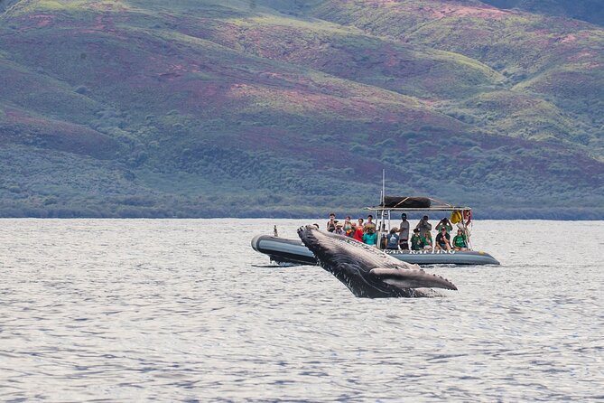 Eye-Level Whale or Dolphin Watching Eco-Raft Tour from Lahaina - Key Points