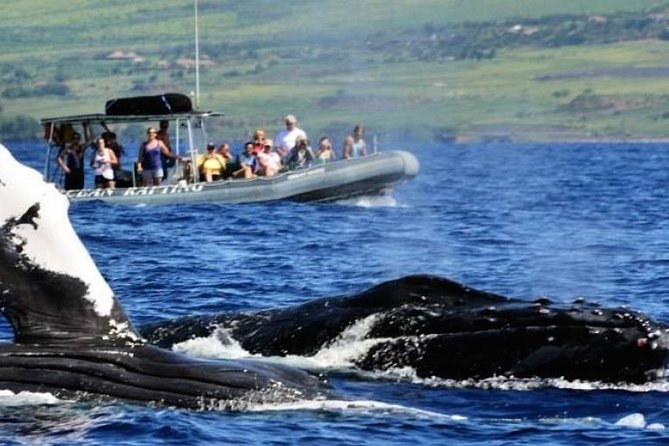 Eye-Level Whale or Dolphin Watching Eco-Raft Tour from Lahaina - Dolphin Watching from May to November