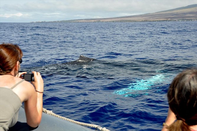 Eye-Level Whale or Dolphin Watching Eco-Raft Tour from Lahaina - What to Expect During the Tour