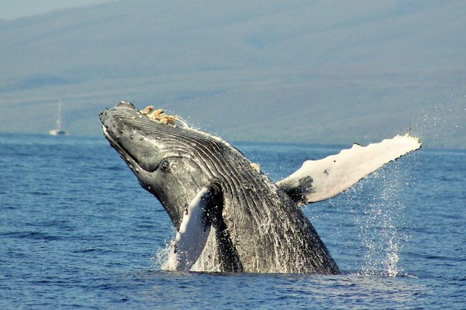 Eye-Level Whale or Dolphin Watching Eco-Raft Tour from Lahaina - Practical Tips for a Smooth Trip