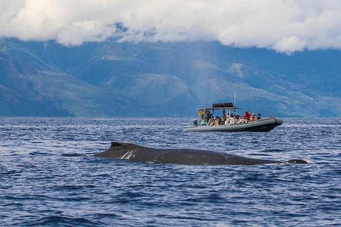 Eye-Level Whale or Dolphin Watching Eco-Raft Tour from Lahaina - The Sum Up: A Unique Marine Encounter in Maui