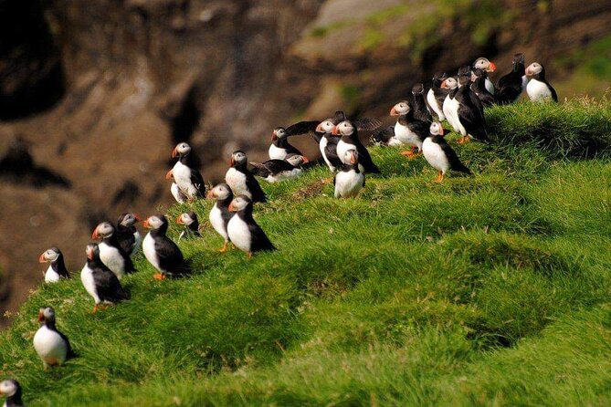 Eyjascooter Puffin Tour in Iceland - The Puffin Habitat on Heimaey Island