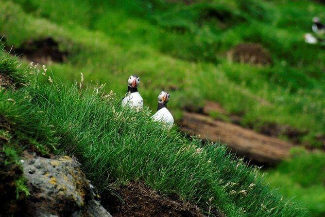 Eyjascooter Puffin Tour in Iceland - Safety and Group Size