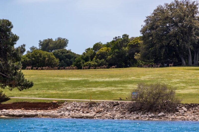 FAANA: Brijuni boat trip+stop & Swim at St. Jerolim Island - Practical Details and Booking Flexibility