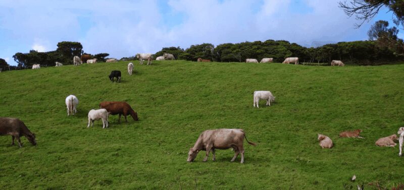 Faial Island: Personalized tour with Pic Nic - Key Points