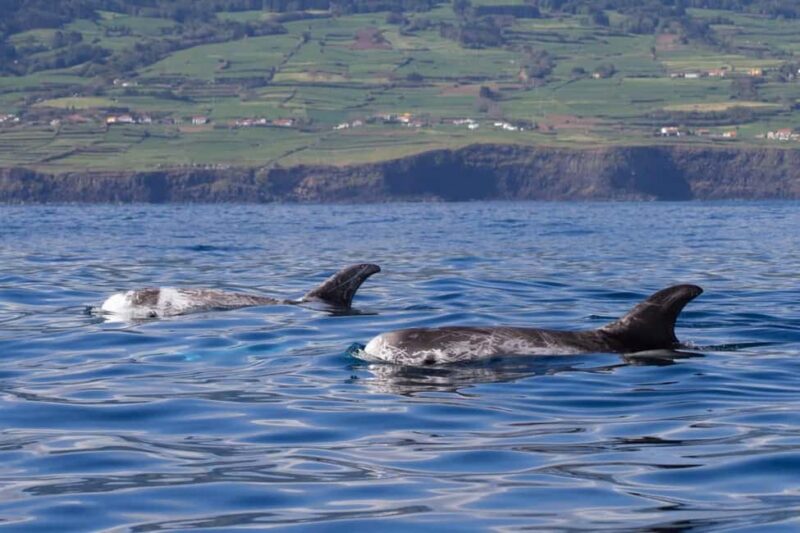 Faial Island: Whale & Dolphin Watching from Horta - An Authentic Marine Wildlife Experience in Faial Island’s Waters