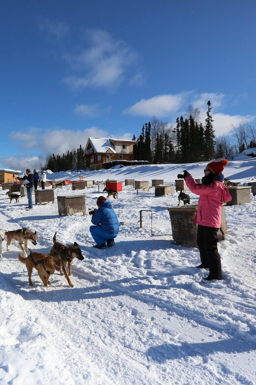 Fairbanks: 1-Hour Alaskan Winter Dog Sledding Adventure - Key Points