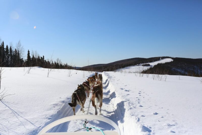 Fairbanks: 1-Hour Alaskan Winter Dog Sledding Adventure - Convenient Hotel Pickup in Fairbanks
