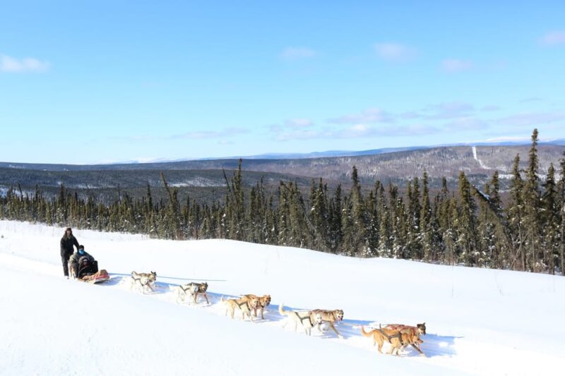 Fairbanks: 1-Hour Alaskan Winter Dog Sledding Adventure - The Cozy Yurt and Refreshments