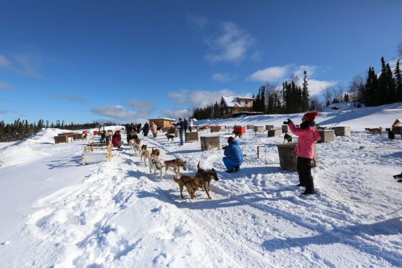 Fairbanks: 1-Hour Alaskan Winter Dog Sledding Adventure - Experience Provider and Group Size