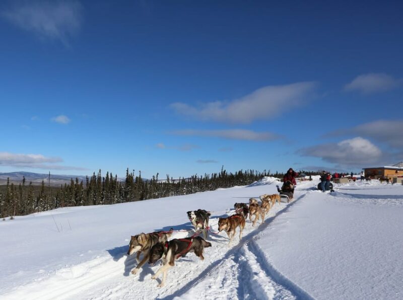 Fairbanks: 1-Hour Alaskan Winter Dog Sledding Adventure - Practical Tips for a Great Experience