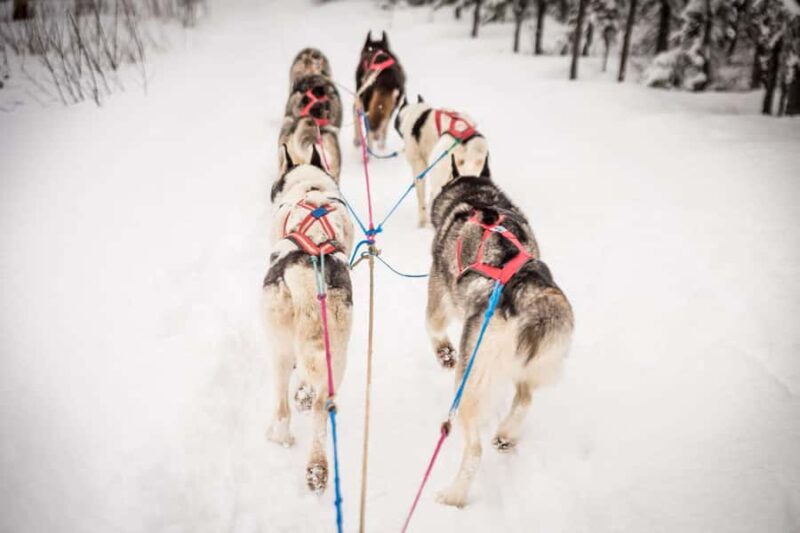 Fairbanks, AK: Half Day "Drive your Own Dog Team" Tour - Key Points
