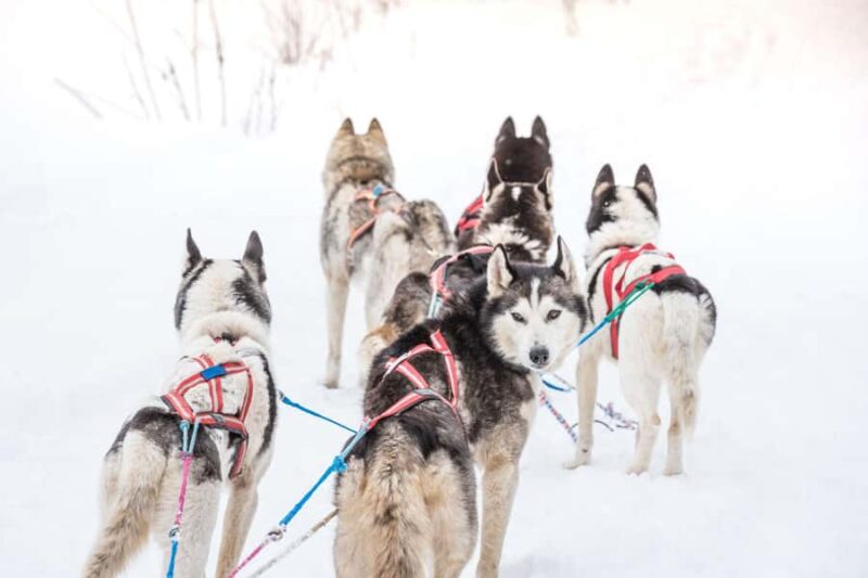 Fairbanks, AK: Half Day "Drive your Own Dog Team" Tour - The Scenic Trail and Top of the Ridge Views
