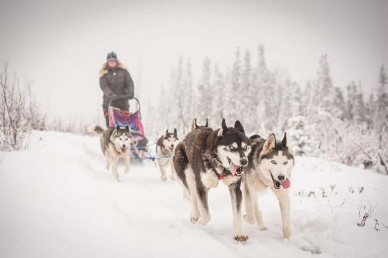 Fairbanks, AK: Half Day "Drive your Own Dog Team" Tour - Learning to Harness and Mushing Techniques
