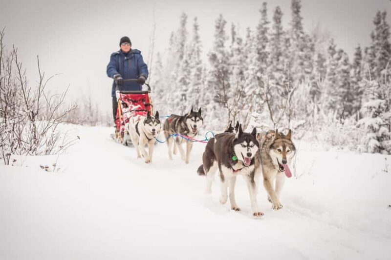 Fairbanks, AK: Half Day "Drive your Own Dog Team" Tour - Group Size and Tour Experience