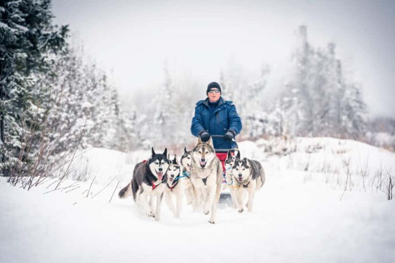 Fairbanks, AK: Half Day "Drive your Own Dog Team" Tour - Additional Details and Booking Flexibility