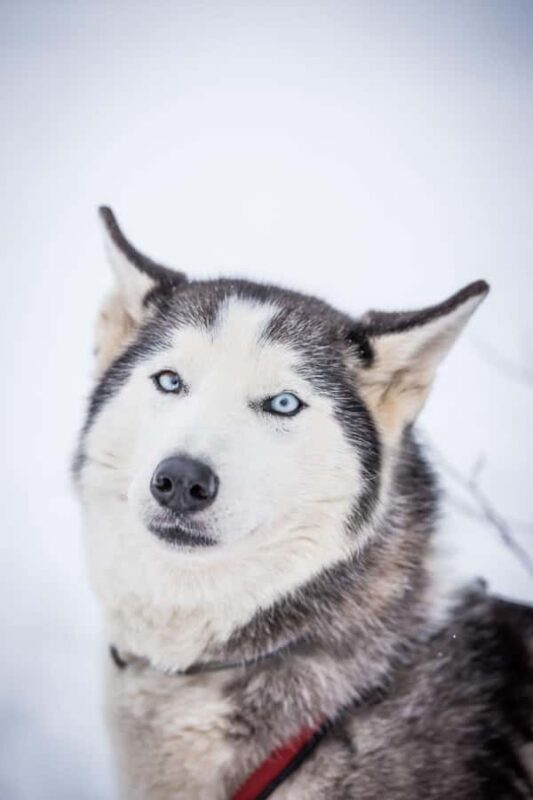 Fairbanks, AK: Half Day "Drive your Own Dog Team" Tour - Comparing Similar Sled Dog Experiences in Fairbanks