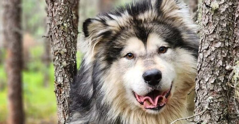 Fairbanks: Alaskan Summer Sled Dog Adventure - Explore Alaska’s Sled Dog Heritage with a Summer ATV Adventure