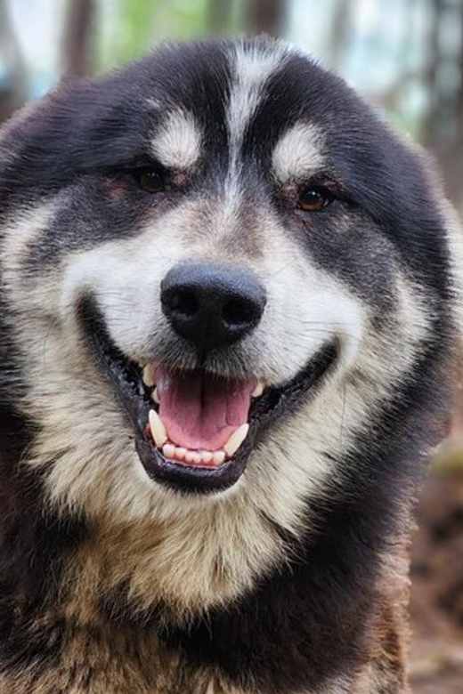 Fairbanks: Alaskan Summer Sled Dog Adventure - Key Points