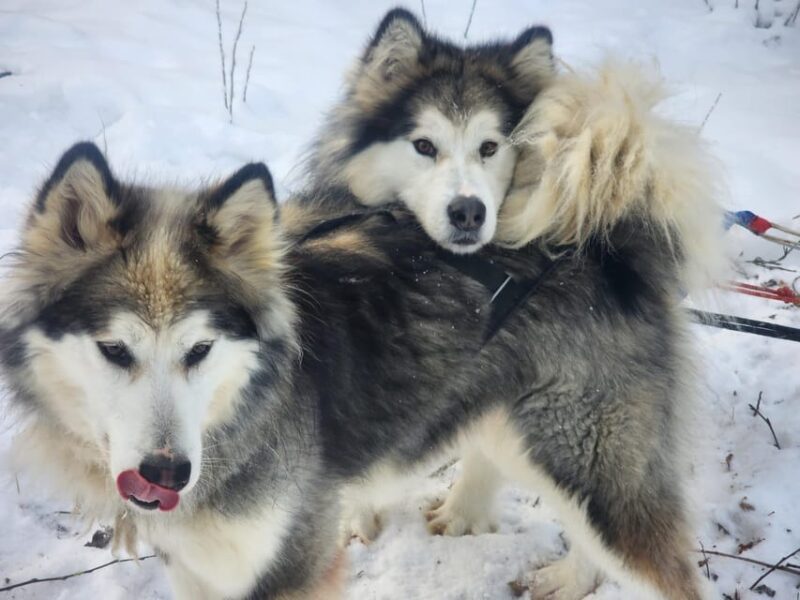 Fairbanks: Alaskan Summer Sled Dog Adventure - Intro to Sled Dog Heritage in Interior Alaska