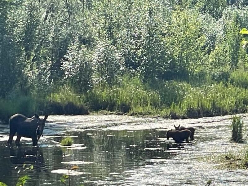 Fairbanks: Chena Hot Springs Day Tour - Exploring the Resort Grounds and Shopping for Souvenirs