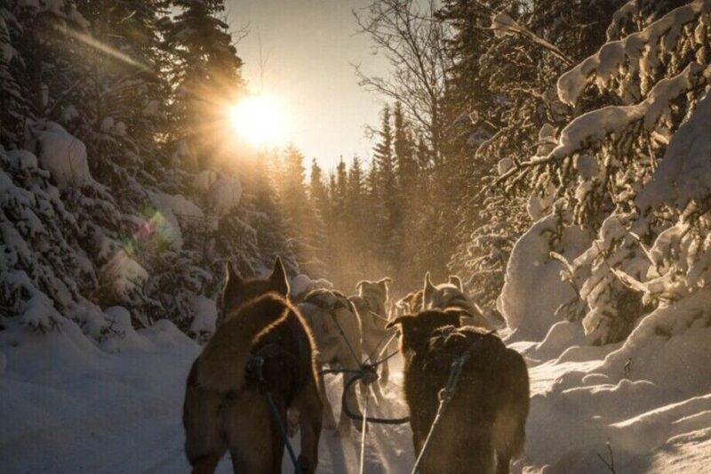 Fairbanks: Private Mush on the Historic Yukon Quest Trail - Key Points