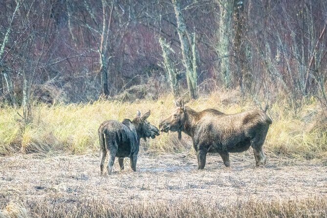 Fairbanks Private Photography Workshop - How This Tour Compares to Other Alaska Photography Experiences